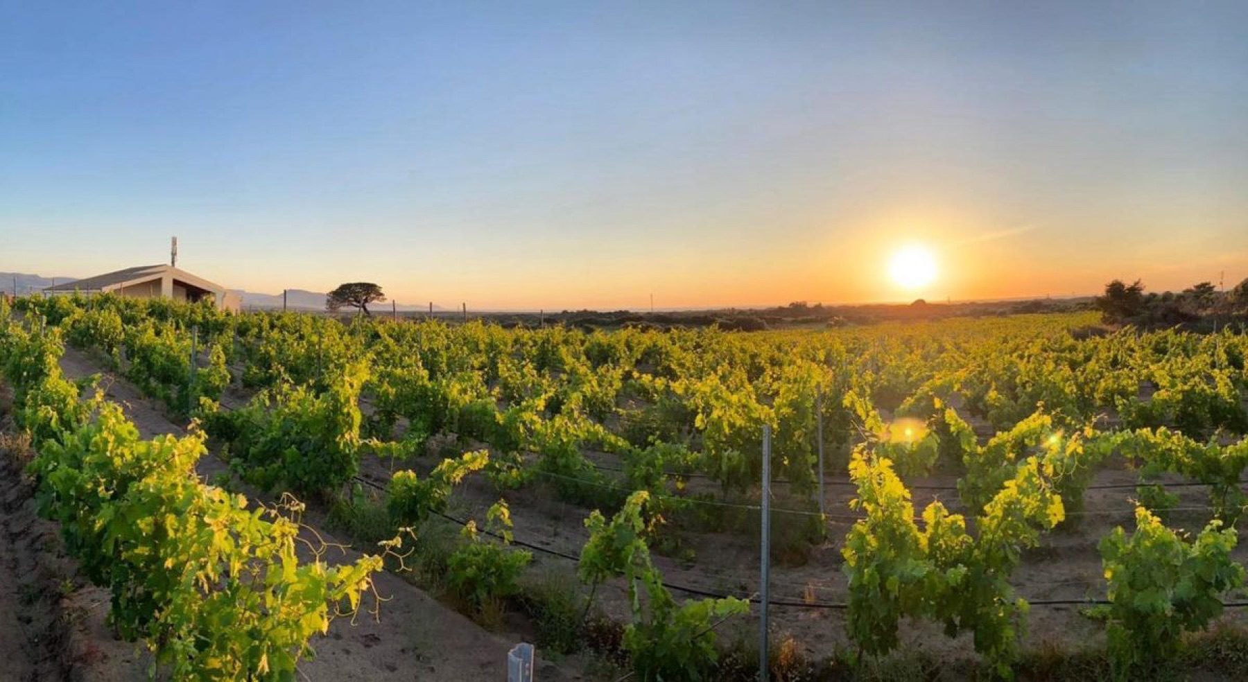 Cantina Li Duni vineyards in Badesi at sunset